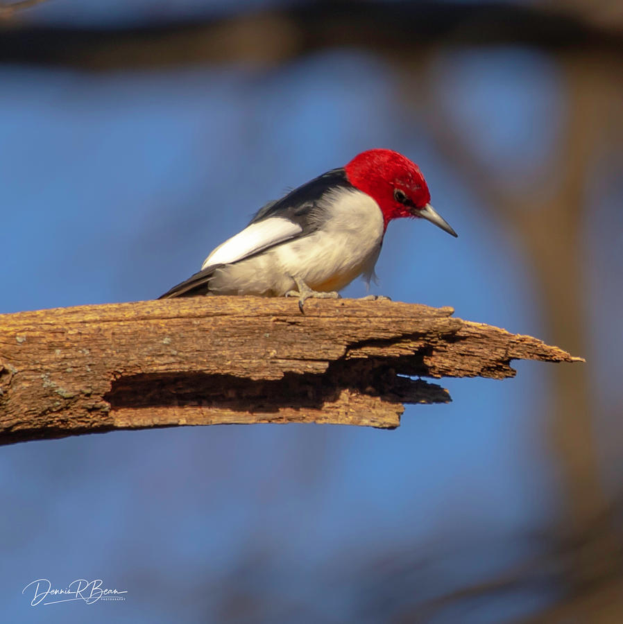 Redheaded Woodpecker Photograph By Dennis Bean Fine Art America 