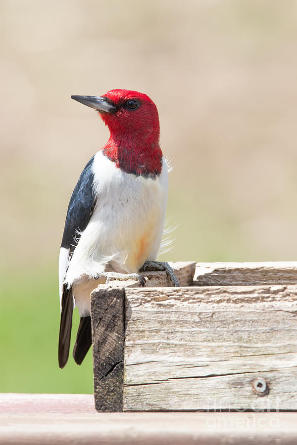 Redheaded Woodpecker Photograph by Jan Day