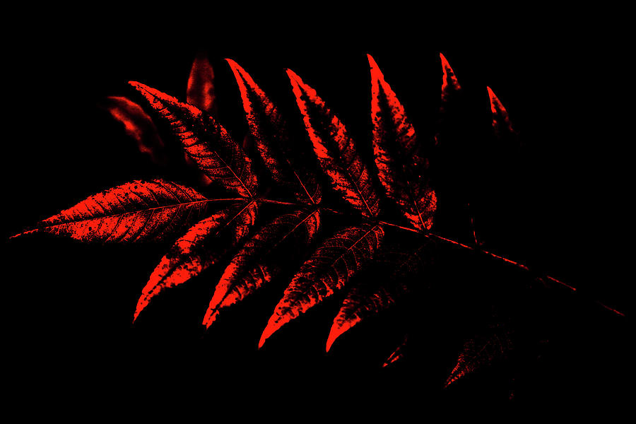 Redness Digital Art by Stamp City