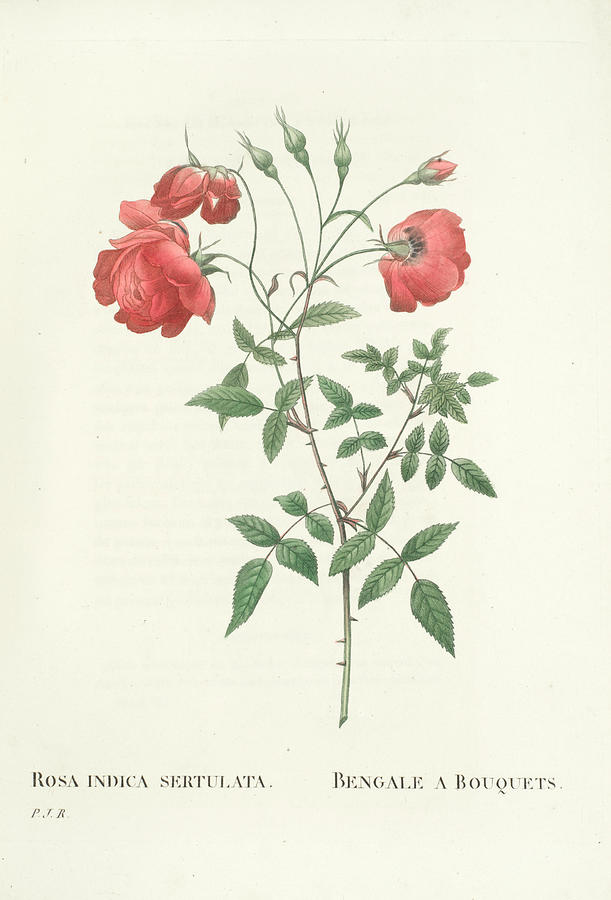 Redoute  Les Roses... Decrites Et Classees Selon Leur Ordre Naturel, Par C.a. Thory, Paris, P. Dufar Painting