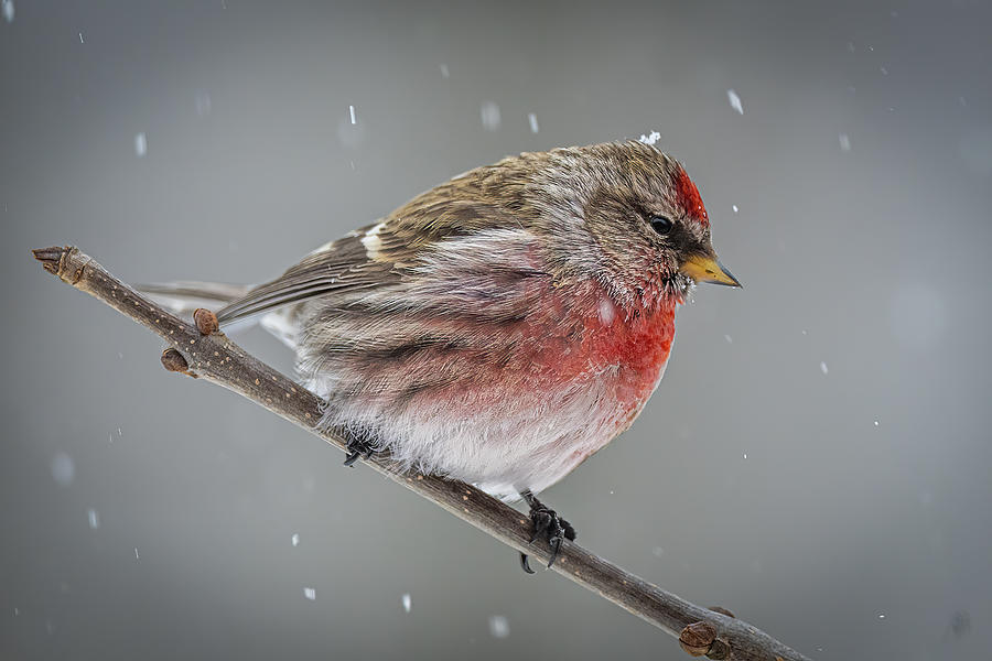Redpoll in snowstorm Photograph by Paul Freidlund