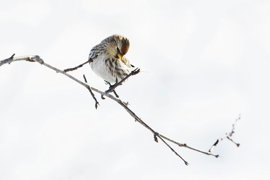 Redpoll Photograph by Mircea Costina Photography