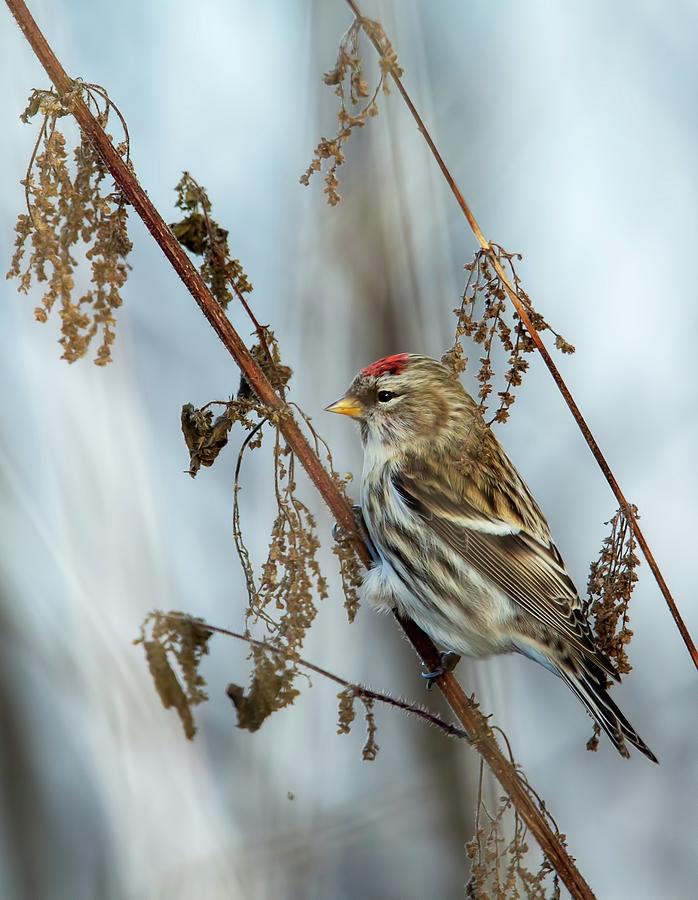Bird Photograph - Redpoll by Rose-Marie Karlsen