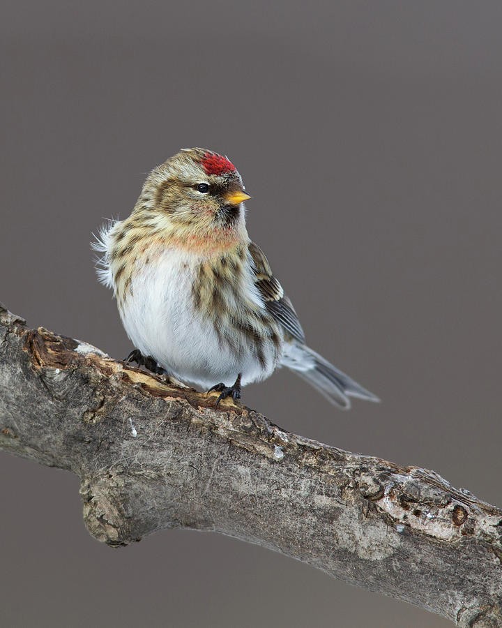 Redpoll Photograph by Timothy McIntyre