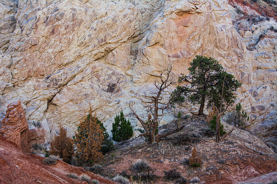 Redrock Juniper Country Photograph By Dianne Milliard Fine Art America 6578