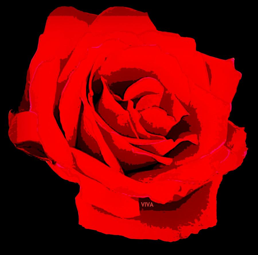 RedRose - Contemporary Photograph by VIVA Anderson