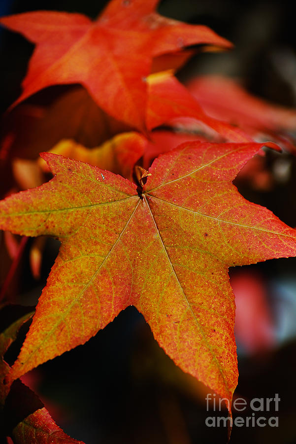 Reds And Yellow Leaves Glow Photograph by Joy Watson