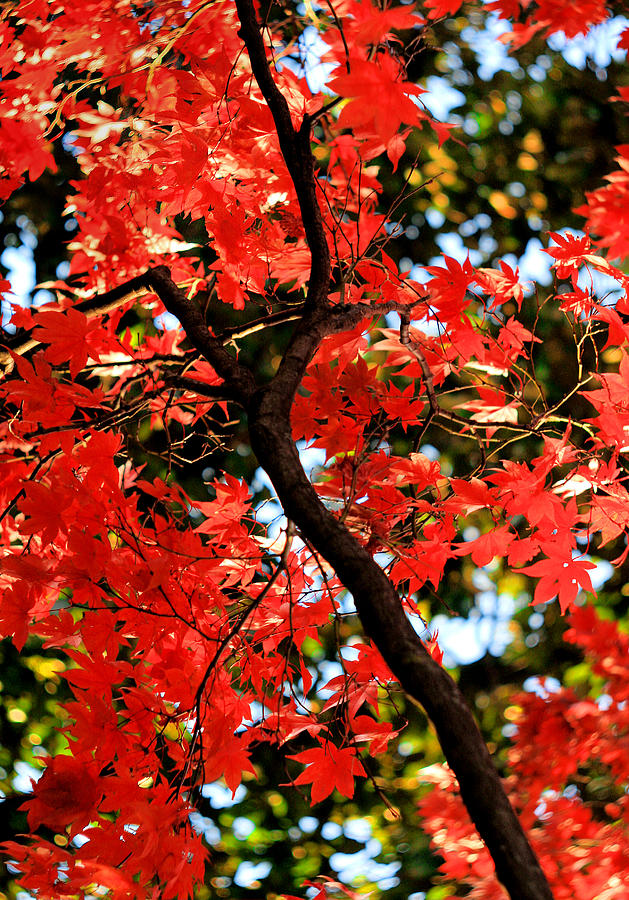 Reds of an Autumn Afternoon No.2 - An Annapolis Impression Photograph by Steve Ember