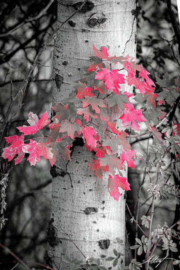 Reds on the Aspen Photograph by Meg Leaf