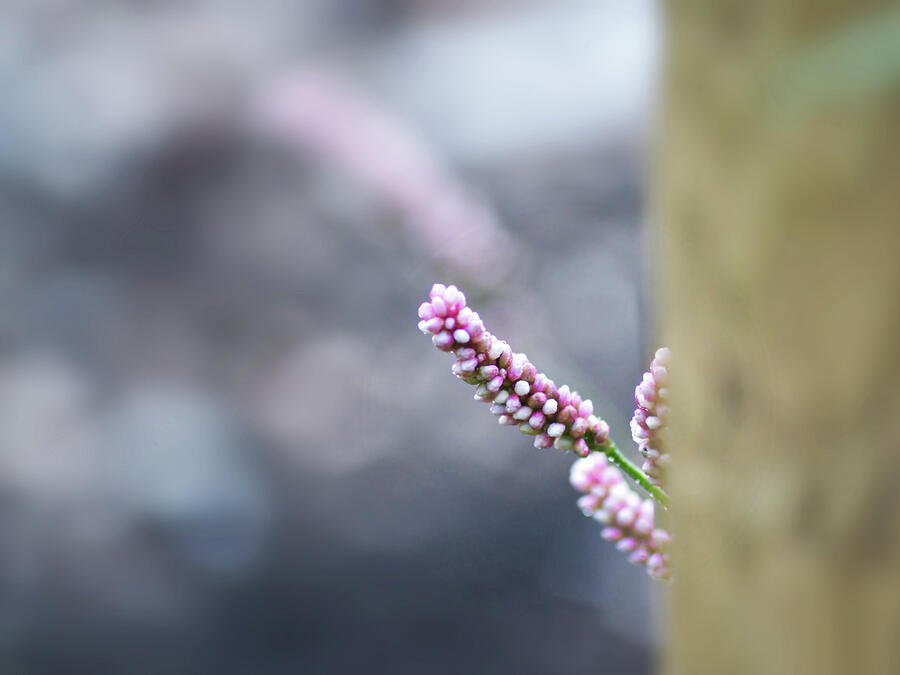 Delicate Pink Buds in Focus Photograph - Redshank by Anorel