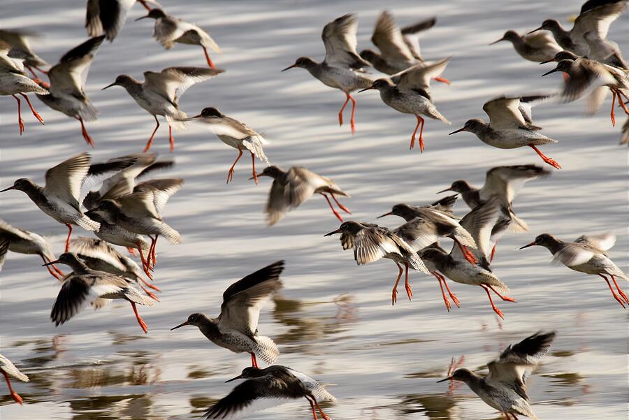 Redshank In Flight at Strangford Lough  Photograph by Neil R Finlay