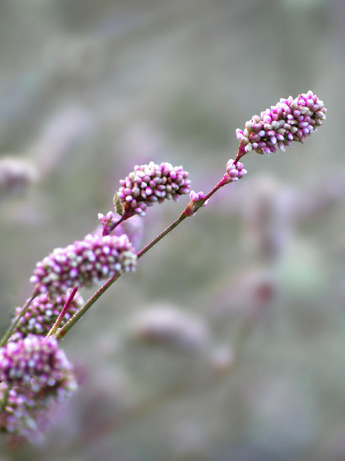 Delicate Pink Blossoms in Focus Photograph - Redshank- Ladys thumb by Anorel