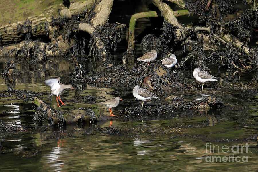 Redshanks and Greensshanks Photograph by Terri Waters