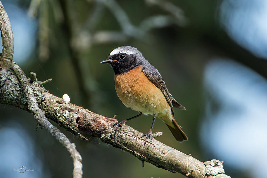 Redstart perching on a pine twig Photograph by Torbjorn Swenelius