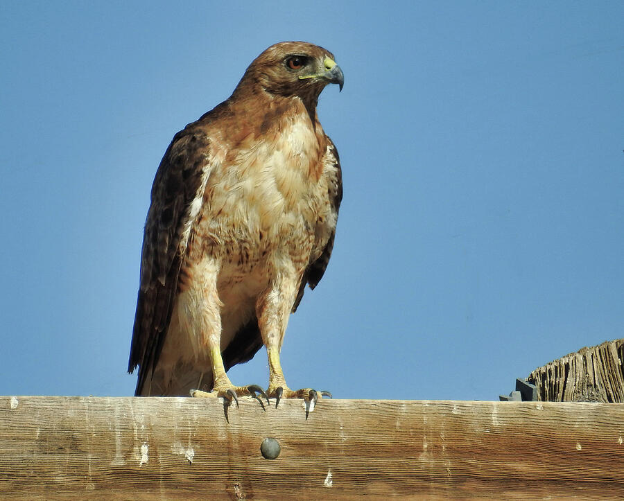 Redtail Hawk Photograph by Douglas Smith - Fine Art America