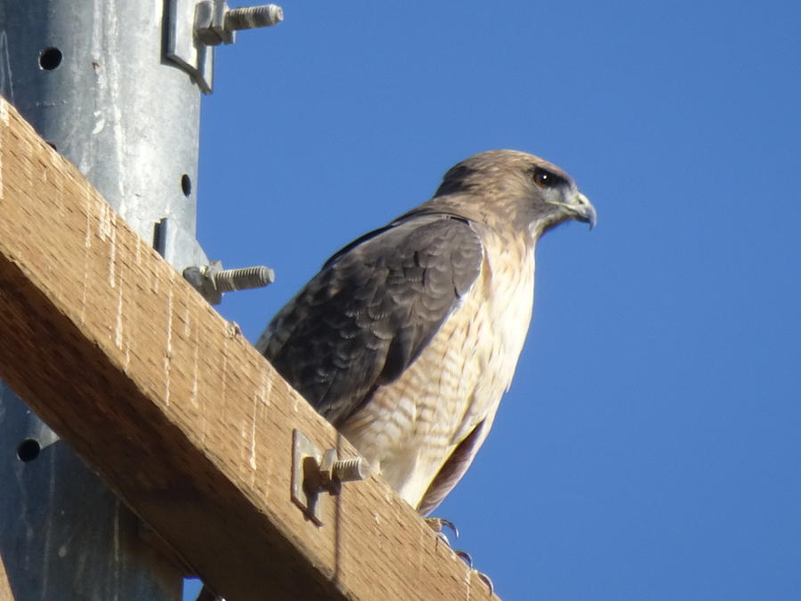 RedTail Hawk Photograph by Moices Lopez - Fine Art America