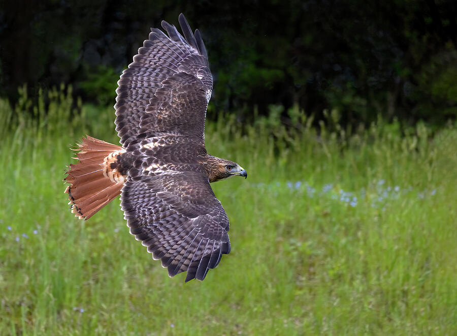 Redtail Hawk Swoop Photograph by Art Cole