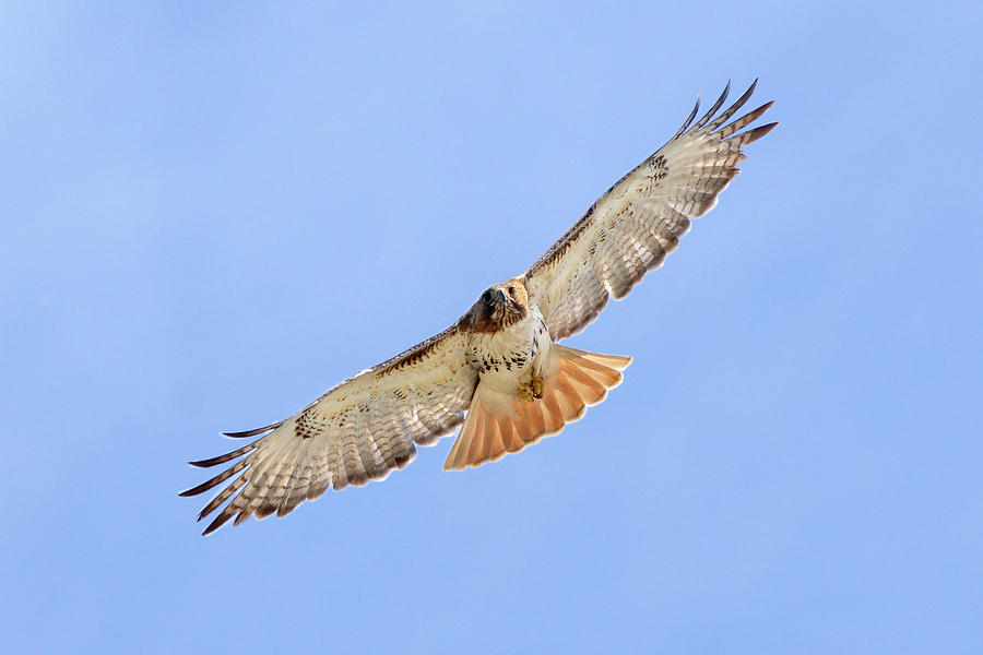 Redtailed Hawk in Flight Photograph by Judy Tomlinson - Fine Art America