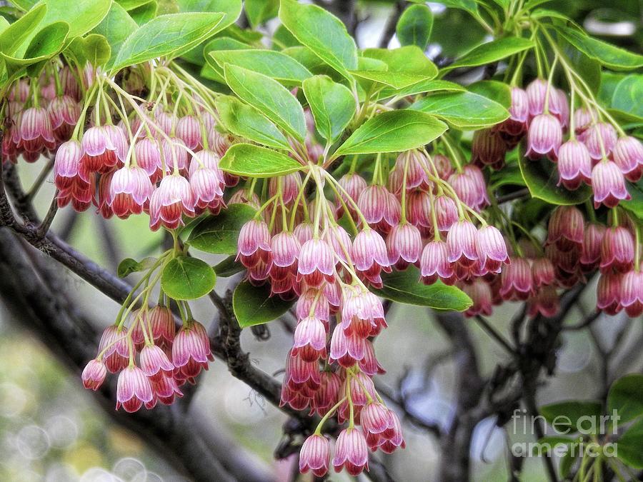 Redvein Enkianthus Photograph by Peggy Hughes