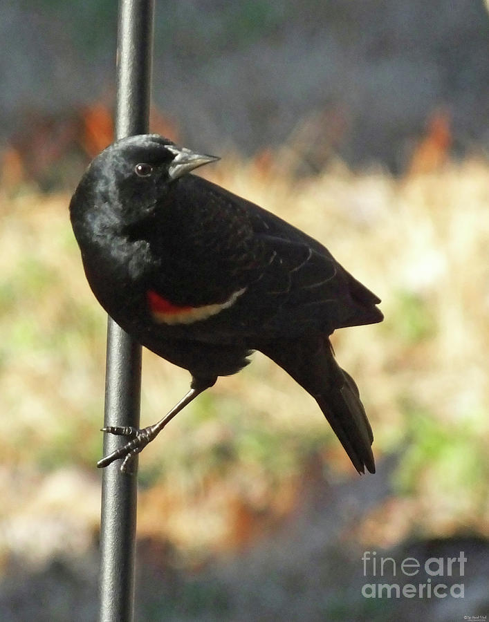 Redwing Blackbird 60 Photograph by Lizi Beard-Ward