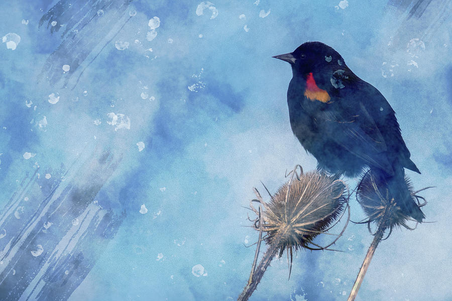 Redwing Blackbird Photograph by Catherine Avilez