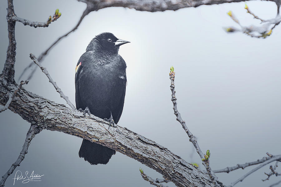 Redwing blackbird  Photograph by Phil S Addis