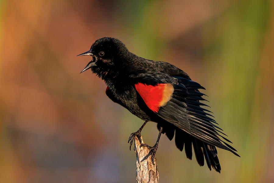 Red-winged Blackbird Calling Photograph by Bradford Martin