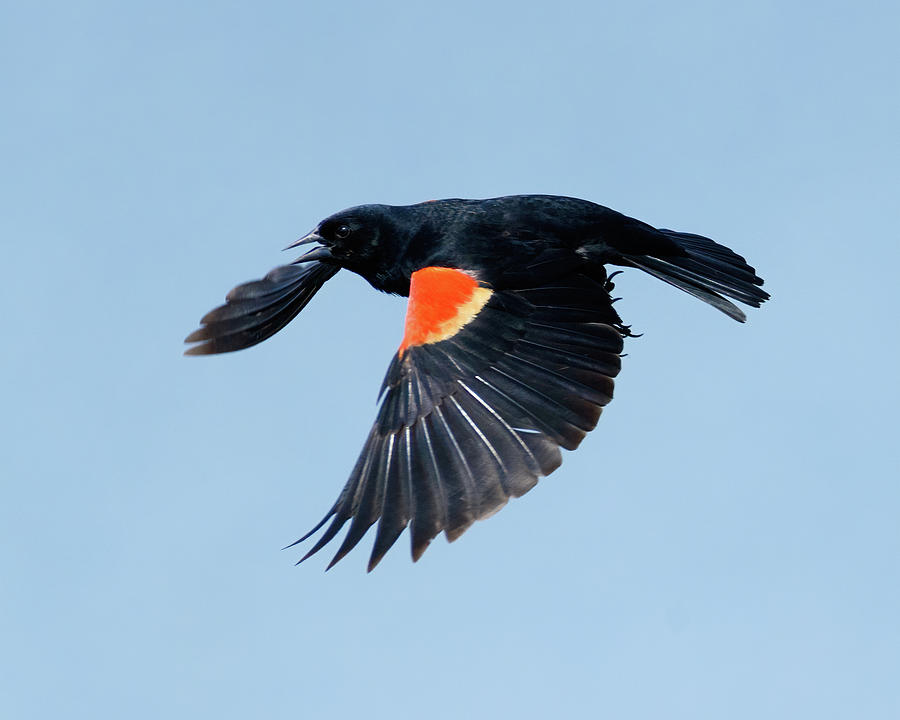 Redwing In Flight Photograph by Lara Ellis