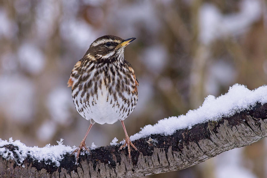 Redwing, Turdus iliacus, in winter Photograph by Tony Mills