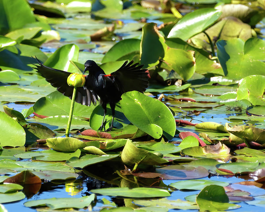 Redwinged Blackbird on Lillypad Photograph by Flinn Hackett