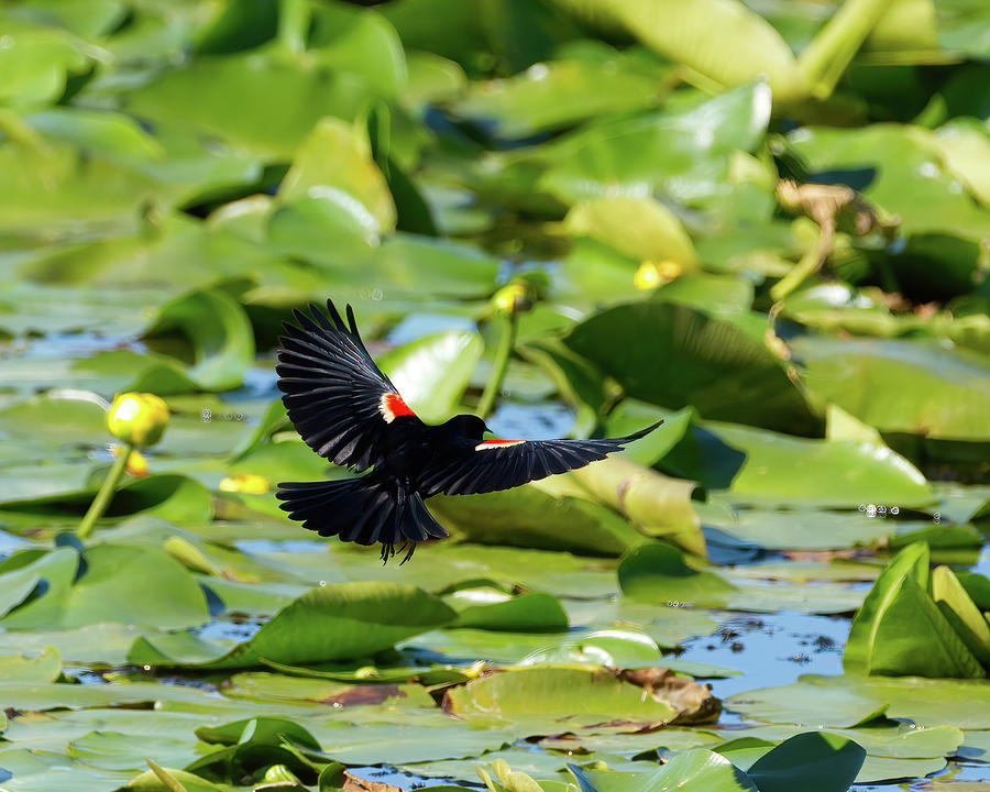 Redwinged Blackbird Over Lillypads Photograph by Flinn Hackett