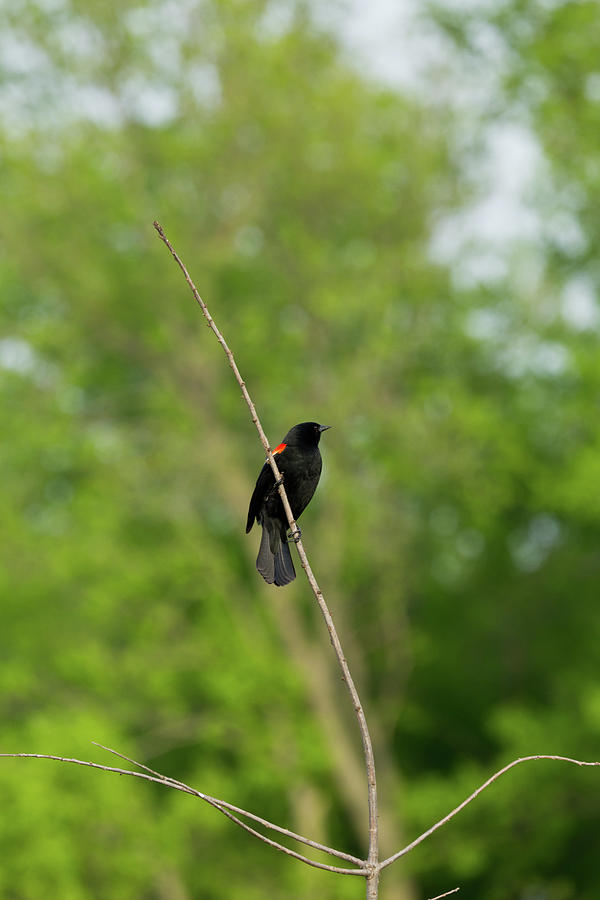 Redwinged Blackbird Photograph