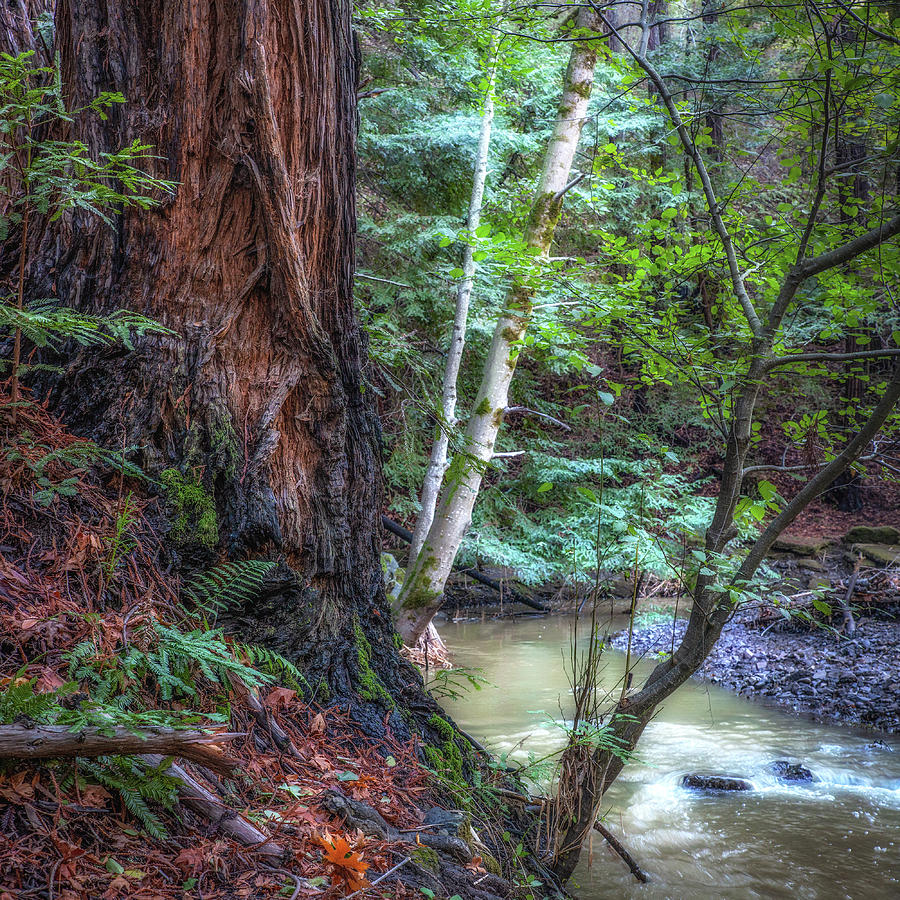 Redwood and Creek Photograph by Donald Kinney