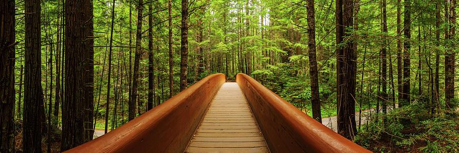 Nature Photograph - Redwood Bridge by Chad Dutson
