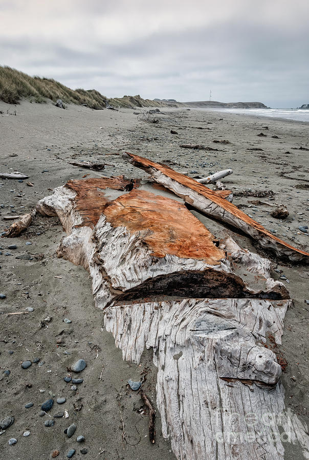 Redwood Buried In Kellog Beach Photograph by Al Andersen