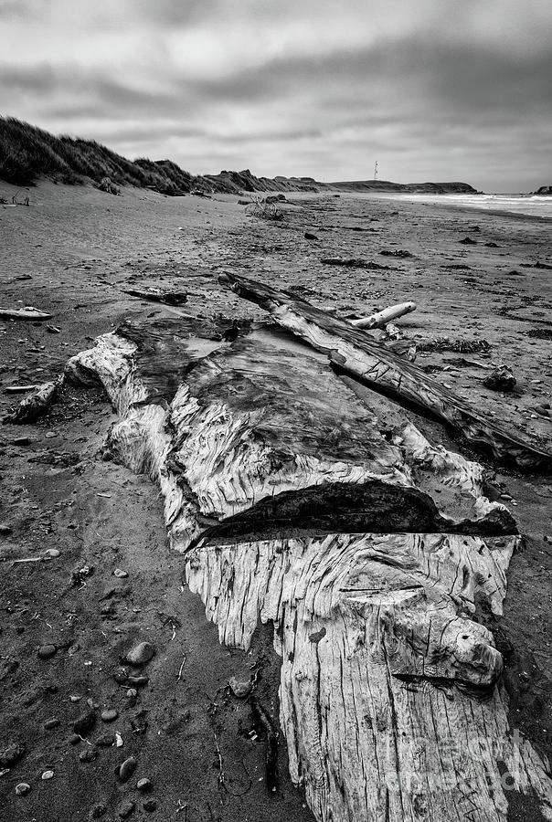 Redwood Buried In Kellog Beach BW Photograph by Al Andersen