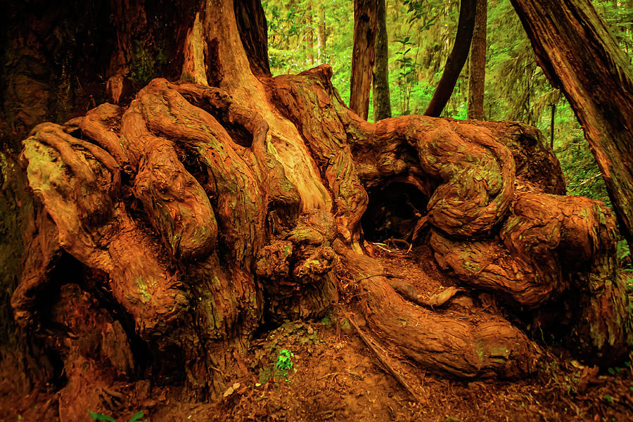 Redwood Burl Hands Photograph by John Marr