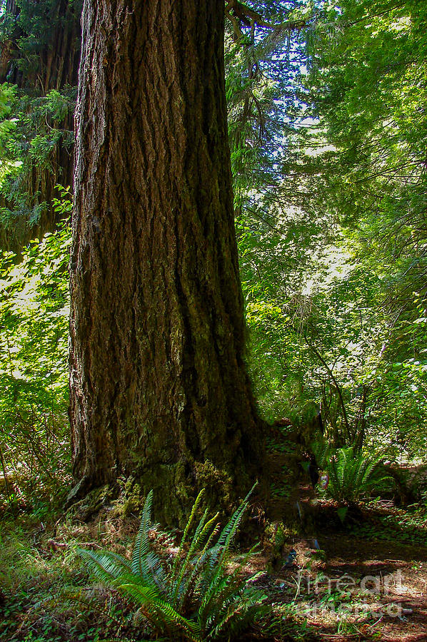 Redwood California Digital Art by Tammy Keyes