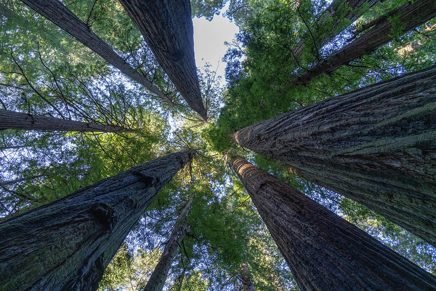 Redwood Canopy Photograph by Dave Hill