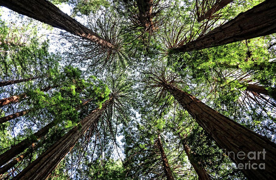 Redwood Canopy 5539 Photograph by Earl Johnson