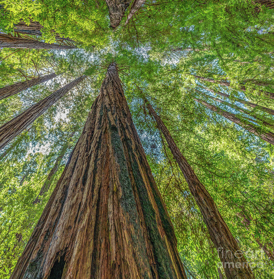 Redwood Canopy Photograph by William Gunn Redwood Canopy Photograph by William Gunn