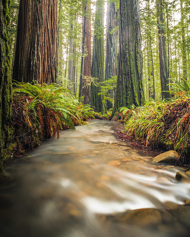 Redwood Creek Photograph