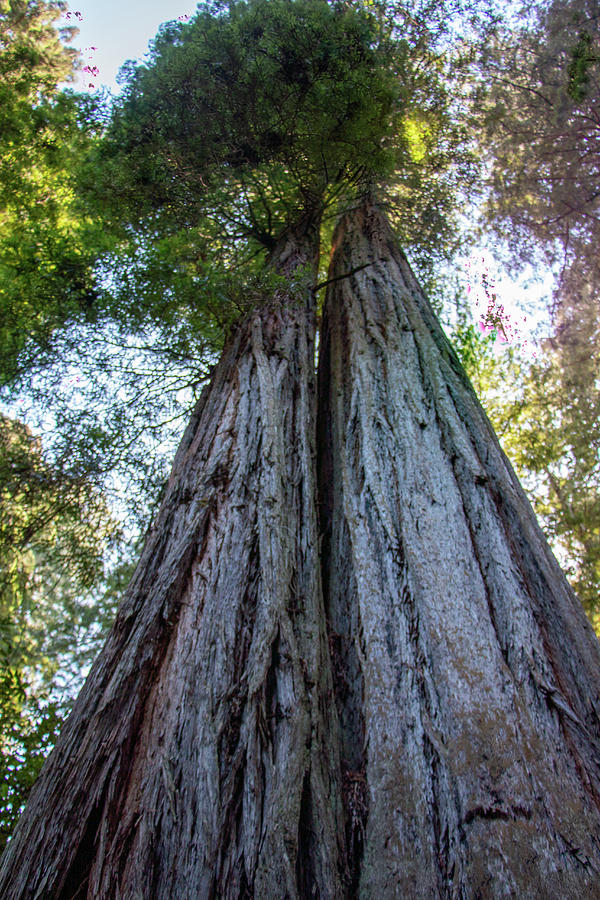 Redwood Photograph by Dan Norton