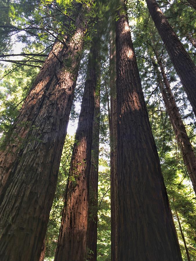 Redwood Forest Photograph by Beverly Read