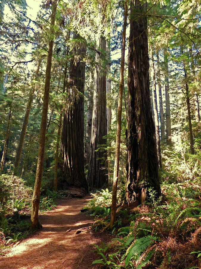Redwood Forest Photograph by Carl Moore