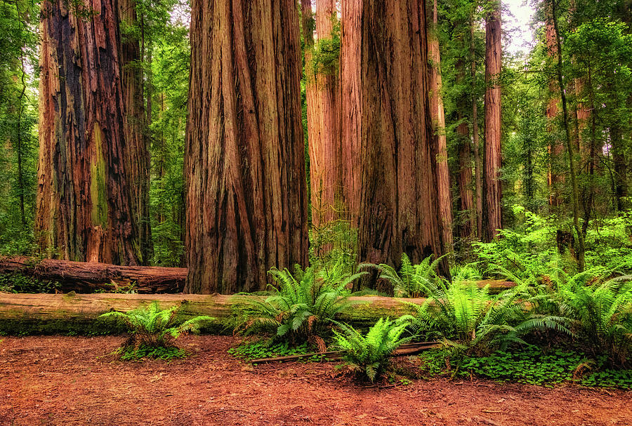Redwood Forest Photograph by Carolyn Derstine