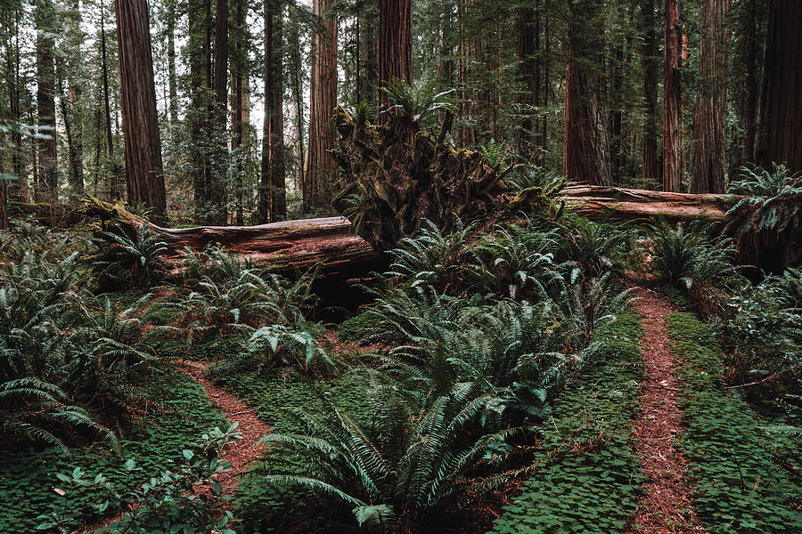 Redwood Forest Floor Photograph by Bella B Photography - Fine Art America