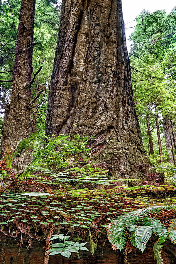 Redwood Forest Floor Photograph by Nikolyn McDonald