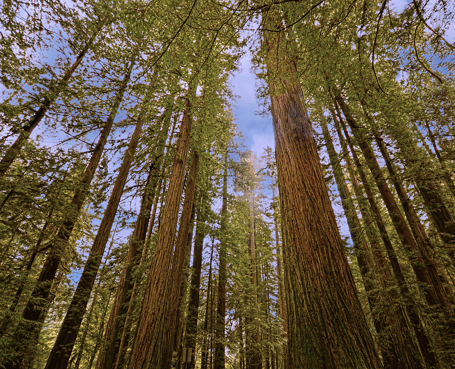 Redwood forest Photograph by Loree Johnson