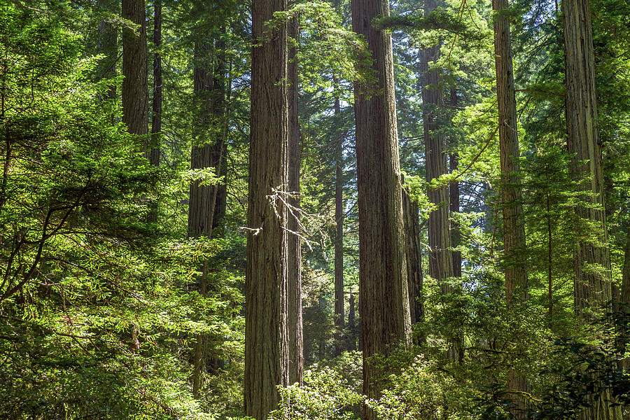 Redwood Forest of Giants Photograph by Pierre Leclerc Photography